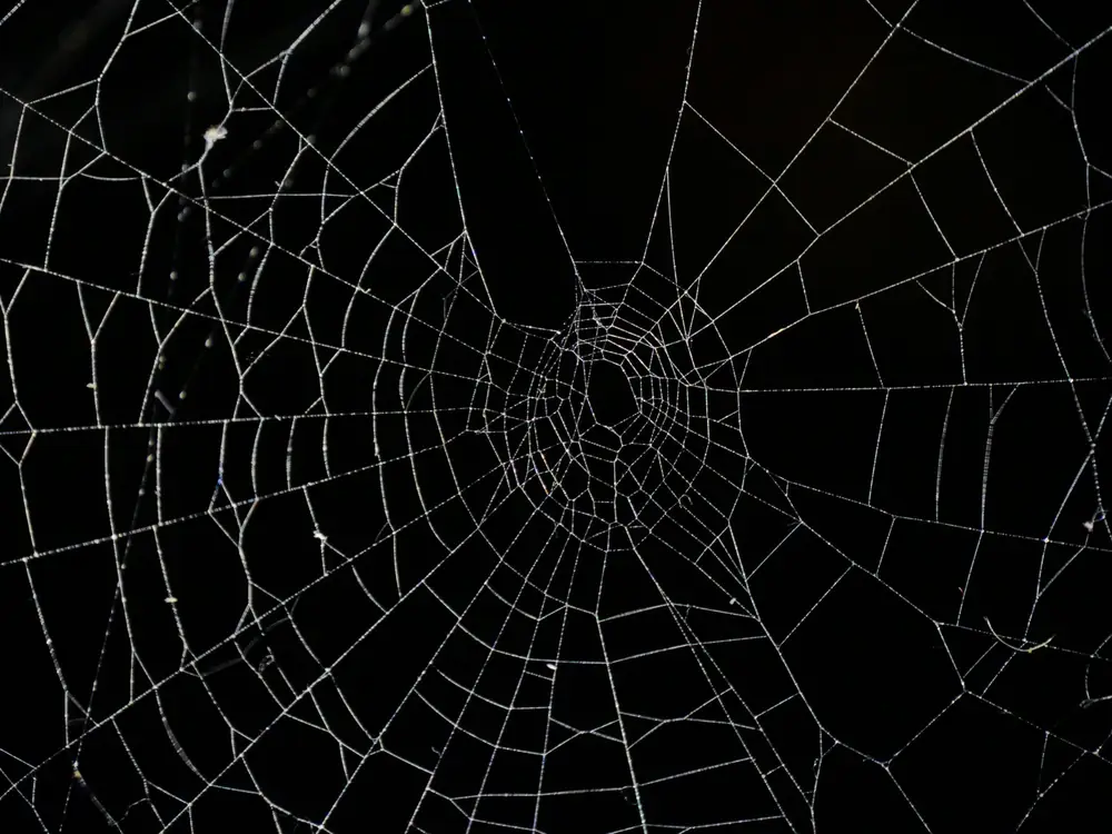 A spider web catching the light against a black background